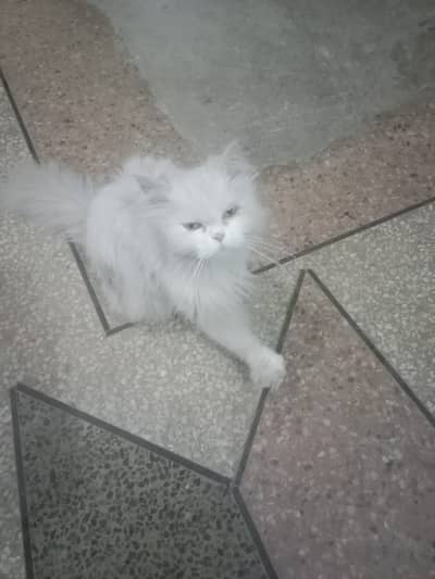 Persian White Cat for Sale