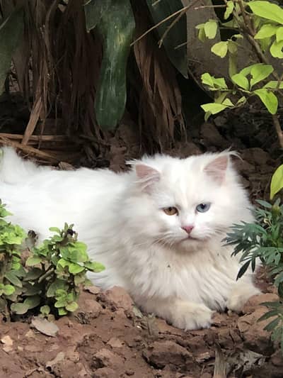 Male half Persian and half Turkish Angora cat. for sale