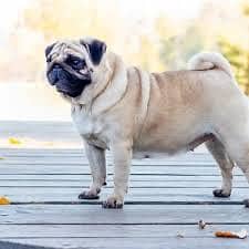 PUG FEMALE