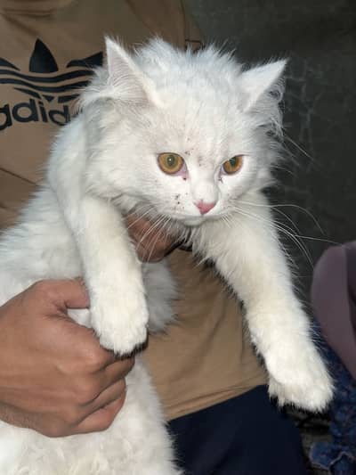 Female persion cat 3months old