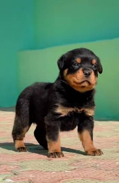 Rottweiler pappi mail for sale 0340,0095664 my WhatsApp number