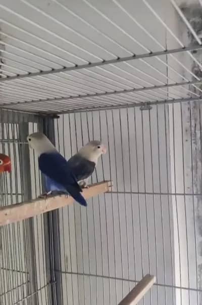 love bird confirm breeder pair