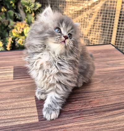 Persian good breed kittens avail. WhatsAp= 03103699468
