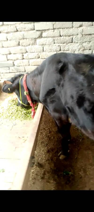 oregional garcey hi 25, din ka Teka Laga Howa hi