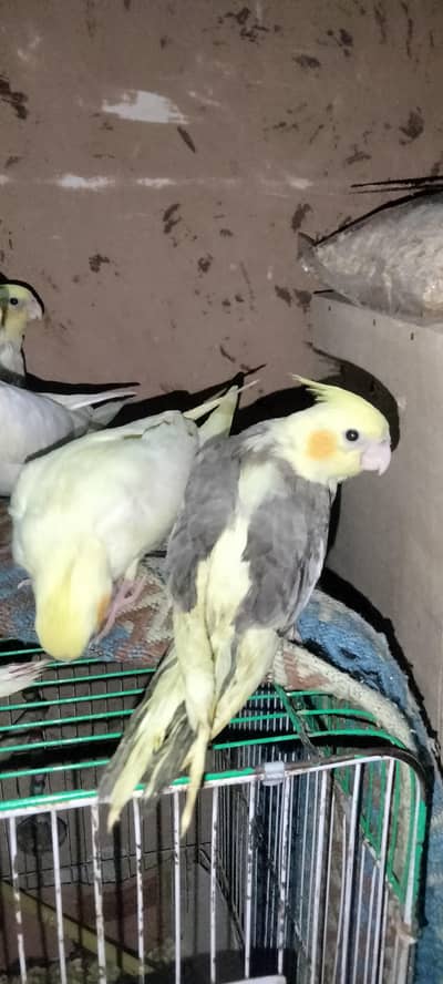 cocktail Chicks for sale