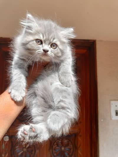 Persian good breed kittens avail. WhatsAp= 03103699468