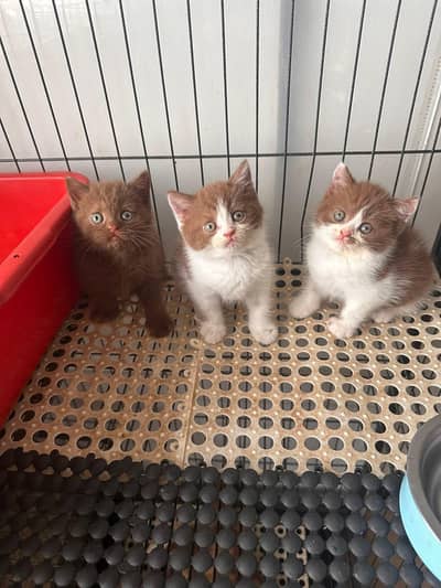 Persian good breed kittens avail. WhatsAp= 03103699468