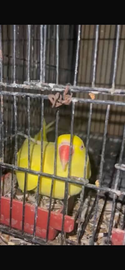 yellow  Ringneck