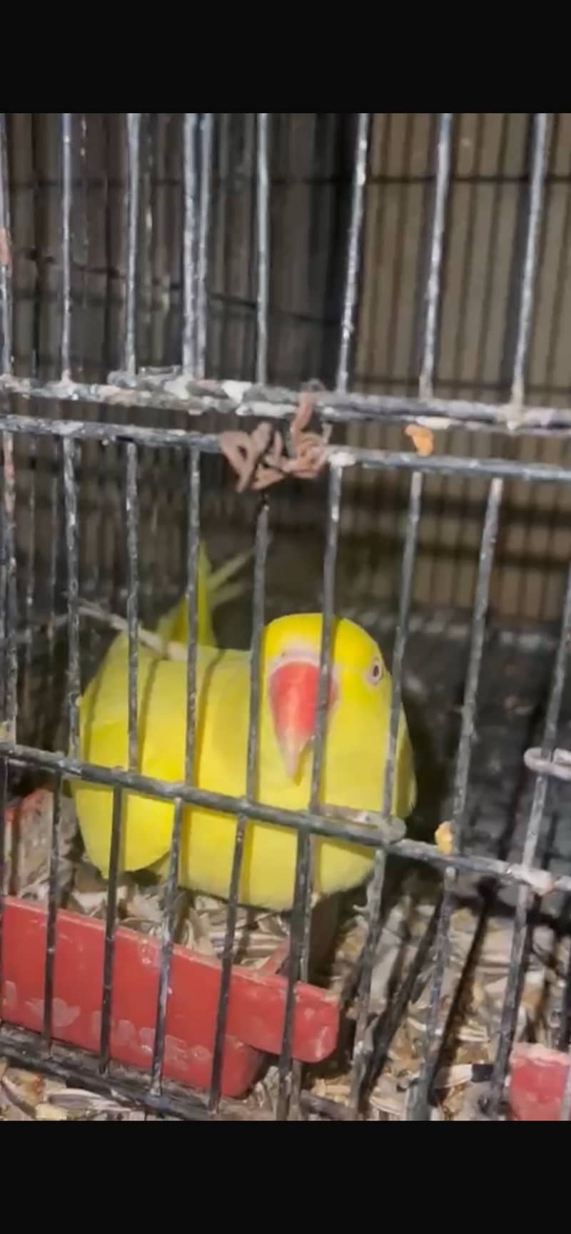 yellow  Ringneck 0