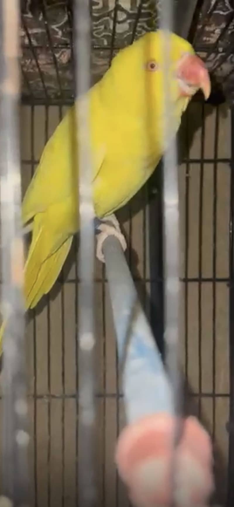 yellow  Ringneck 1