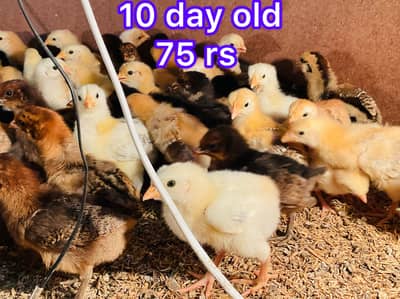 Golden | Misri | Australorp |Desi| Chicks| Chuza|PATHI| Egg laying Hen