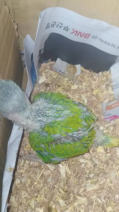 baby kasmiri parrot