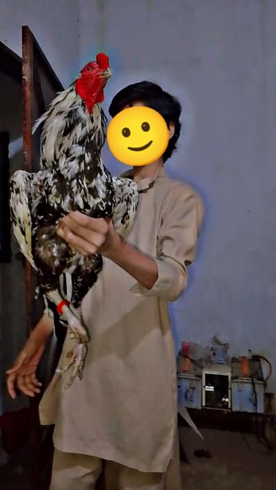 Pure Aseel Thai & Cheena Murga Breeder Long Heighted