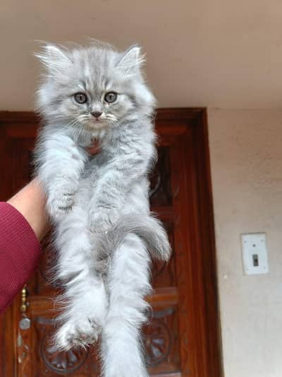 Persian good breed kittens avail. WhatsAp= 03103699468