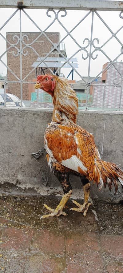 Aseel murga big size hight peela