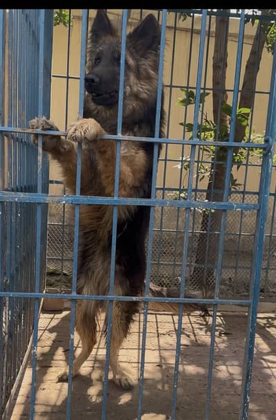 Long coat german female