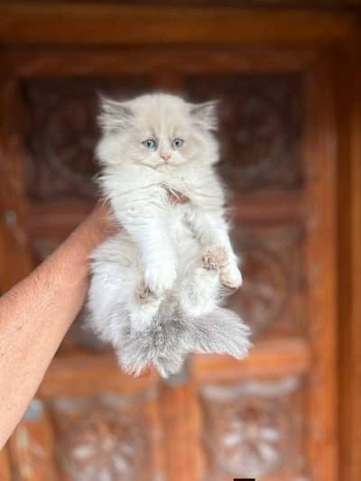 Persian good breed kittens avail. WhatsAp= 03103699468