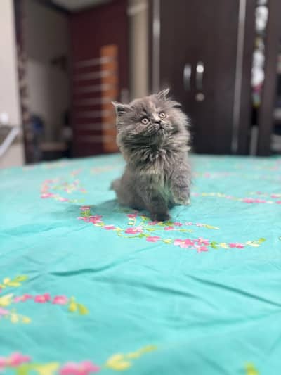 Persian good breed kittens avail. WhatsAp= 03103699468