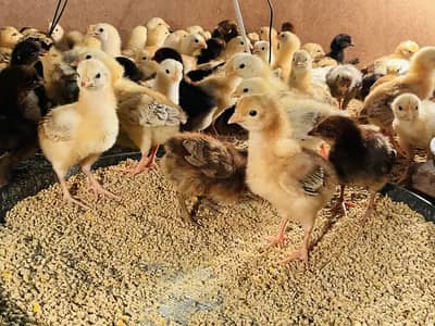 Golden Misri | Australorp |Desi| Chicks| Chuza|PATHI| Egg laying Hen