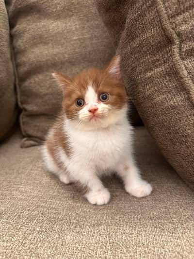 Persian good breed kittens avail. WhatsAp= 03103699468