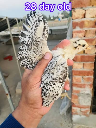 Golden | Misri | Australorp |Desi| Chicks| Chuza|PATHI| Egg laying Hen