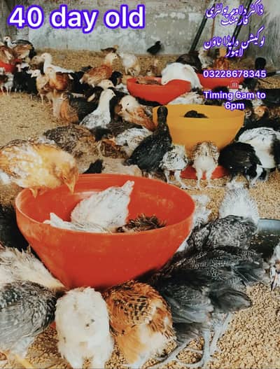 Golden Misri | Australorp |Desi| Chicks| Chuza|PATHI| Egg laying Hen