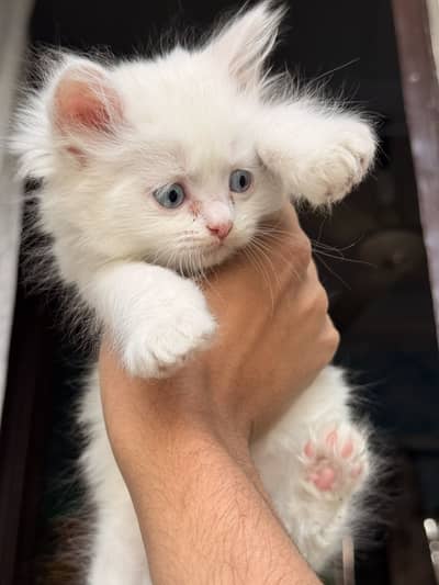 Pure persian tripple coat