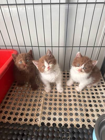 Persian good breed kittens avail. WhatsAp= 03103699468