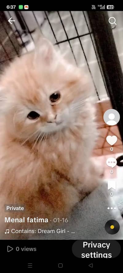 persion cat triple coated