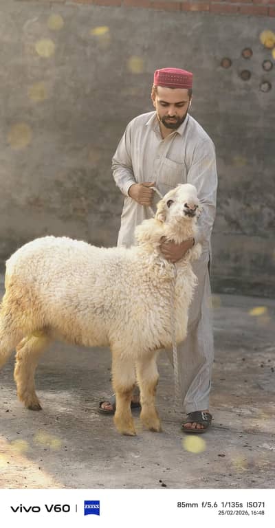 sheep  mundra chatra