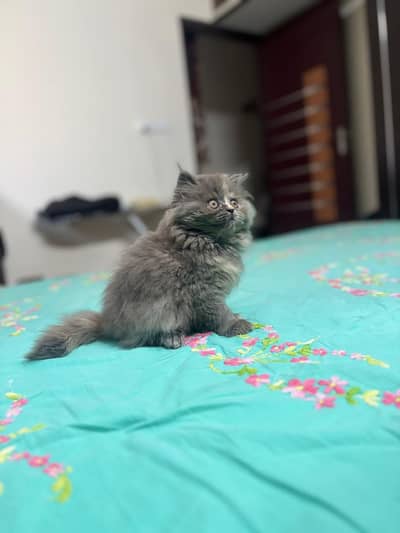 Persian good breed kittens avail. WhatsAp= 03103699468