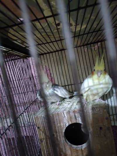 Cocktail fallow split male common white red eyes female 200% breeder