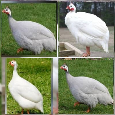 Guinea Fowl – Chini Murgi in rare Unique Colour