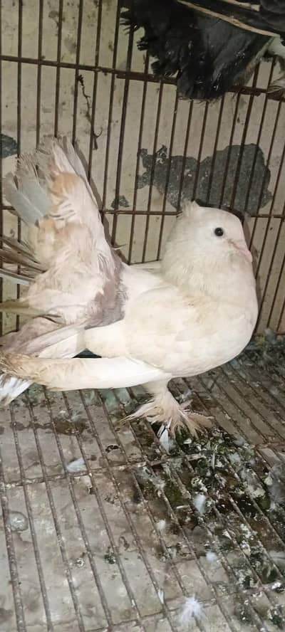 Faintail Pigeons available for sale