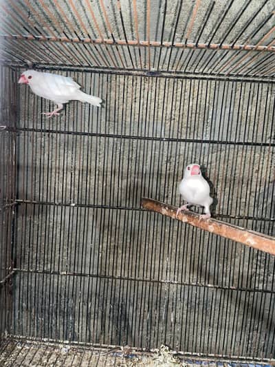 java breeder pairs with chicks and pathy