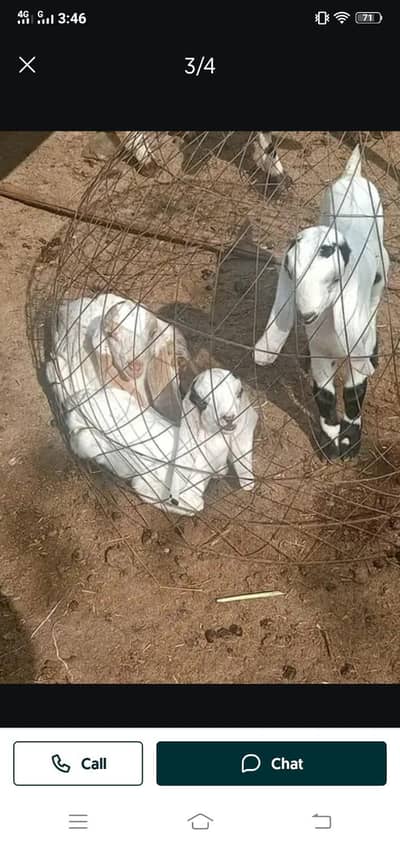 Every age goats available for sale.