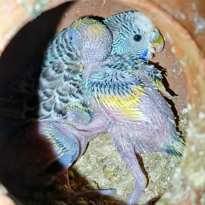 Budgie Breedar pair babys Australian Parrot