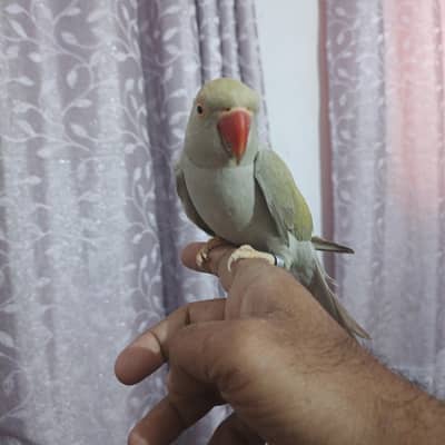 silver yellow shaded female tame