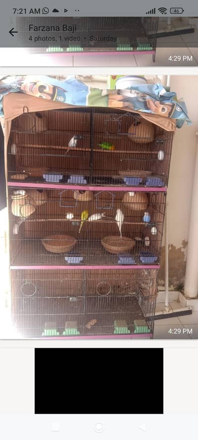 big cage with mix parrots