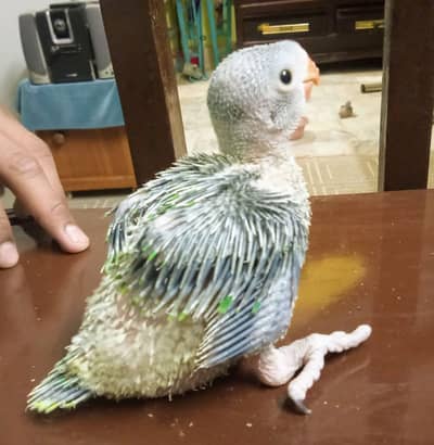 Mashallah Top quality home breed.