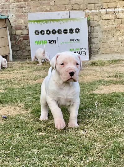 High Quality Dogo Argentino Puppies