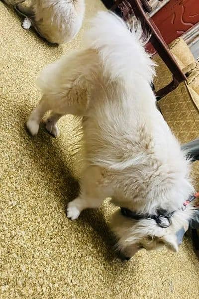 Russian puppy dog eag 8 month 03492457740 my WhatsApp number