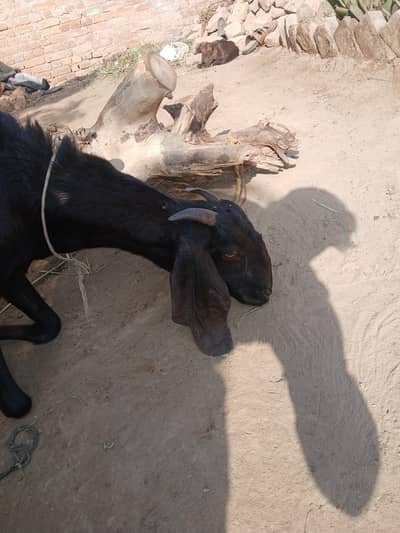 MASHALLAH DESI BAKRI