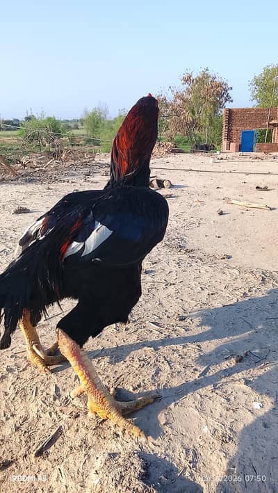 Lasani cross bird hy outclass quality main