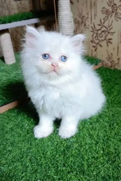 Persian cat female 03492457740 my WhatsApp