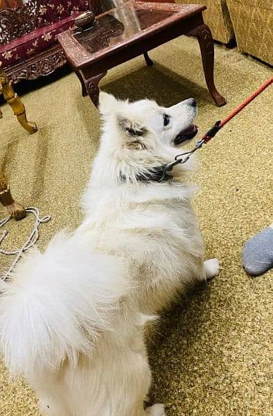 Russian puppy dog eag 8 month 03492457740 my WhatsApp number