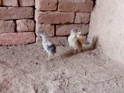 Aseel Chicks For Sale