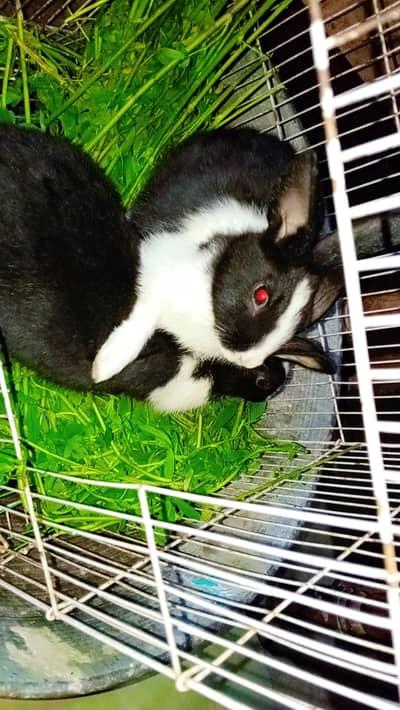 black rabit