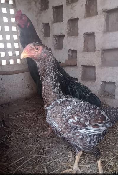 High Class Japanese shamo Female