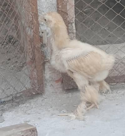 golden buff chick available